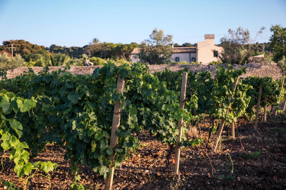 Azienda agricola pupillo moscato bianco