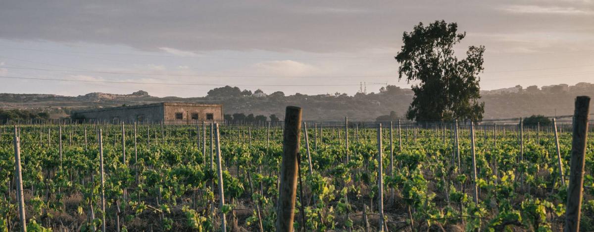 Azienda agricola pupillo i territori