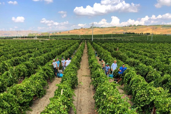 Cantine de gregorio vigneti