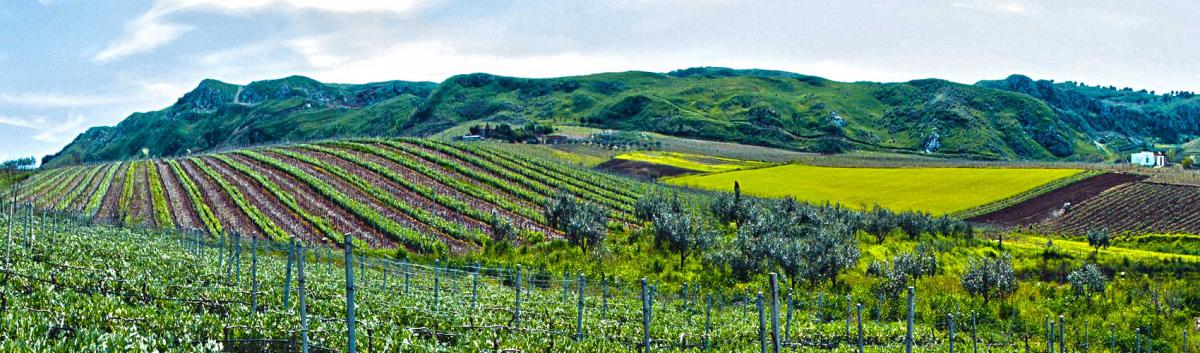 wineyard ferreri sicily