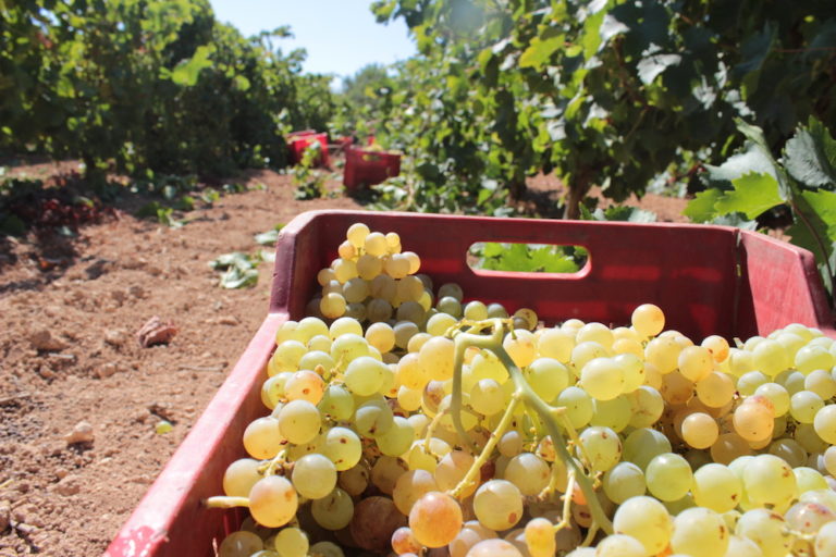 wineyard foderà sicily wine