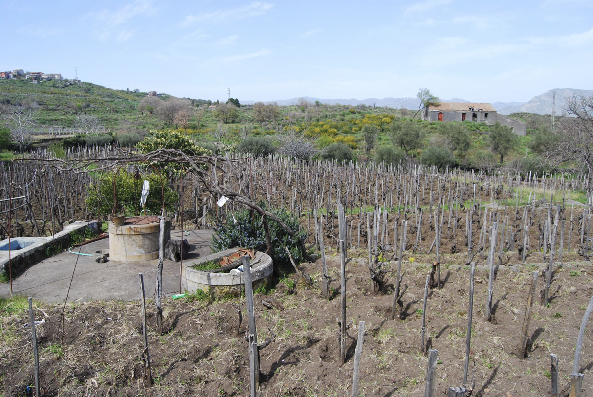 pietro caciorgna vini del etna