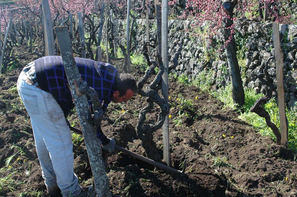 Tenuta delle Terre Nere etna wine